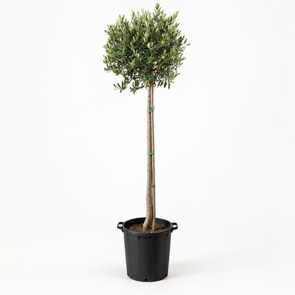 Ulivo Alberello - Olea europaea