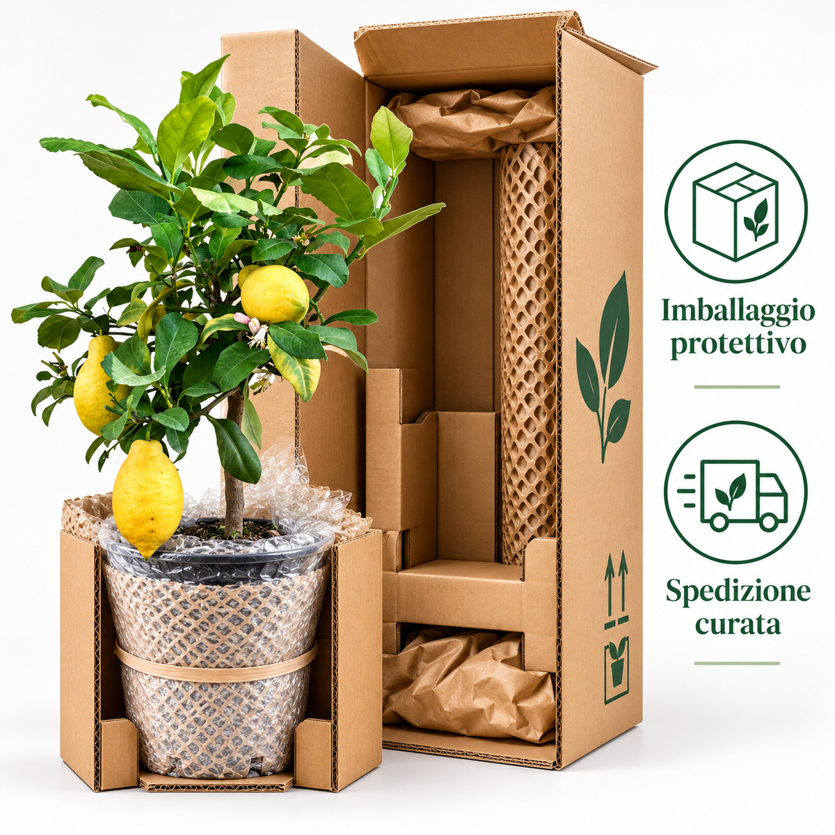 Limone Lunario Nano - Citrus limon