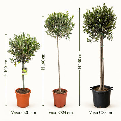 Ulivo Alberello - Olea europaea