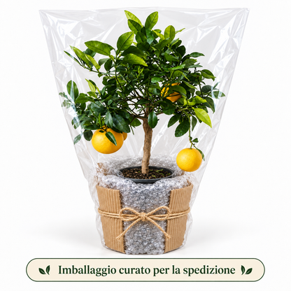 Pompelmo Giallo Nano - Citrus paradisi