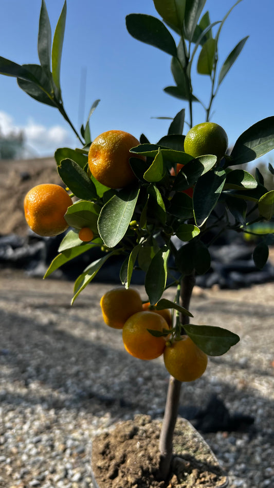 Bonsai Calamondino - Citrus microcarpa