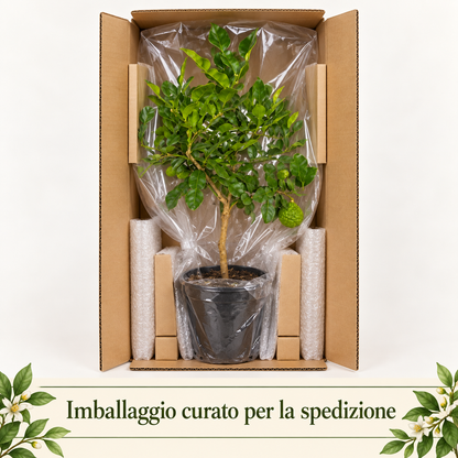 Lime Kaffir - Citrus hystrix