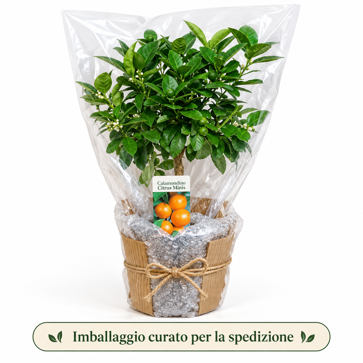 Calamondino Nano - Citrus microcarpa