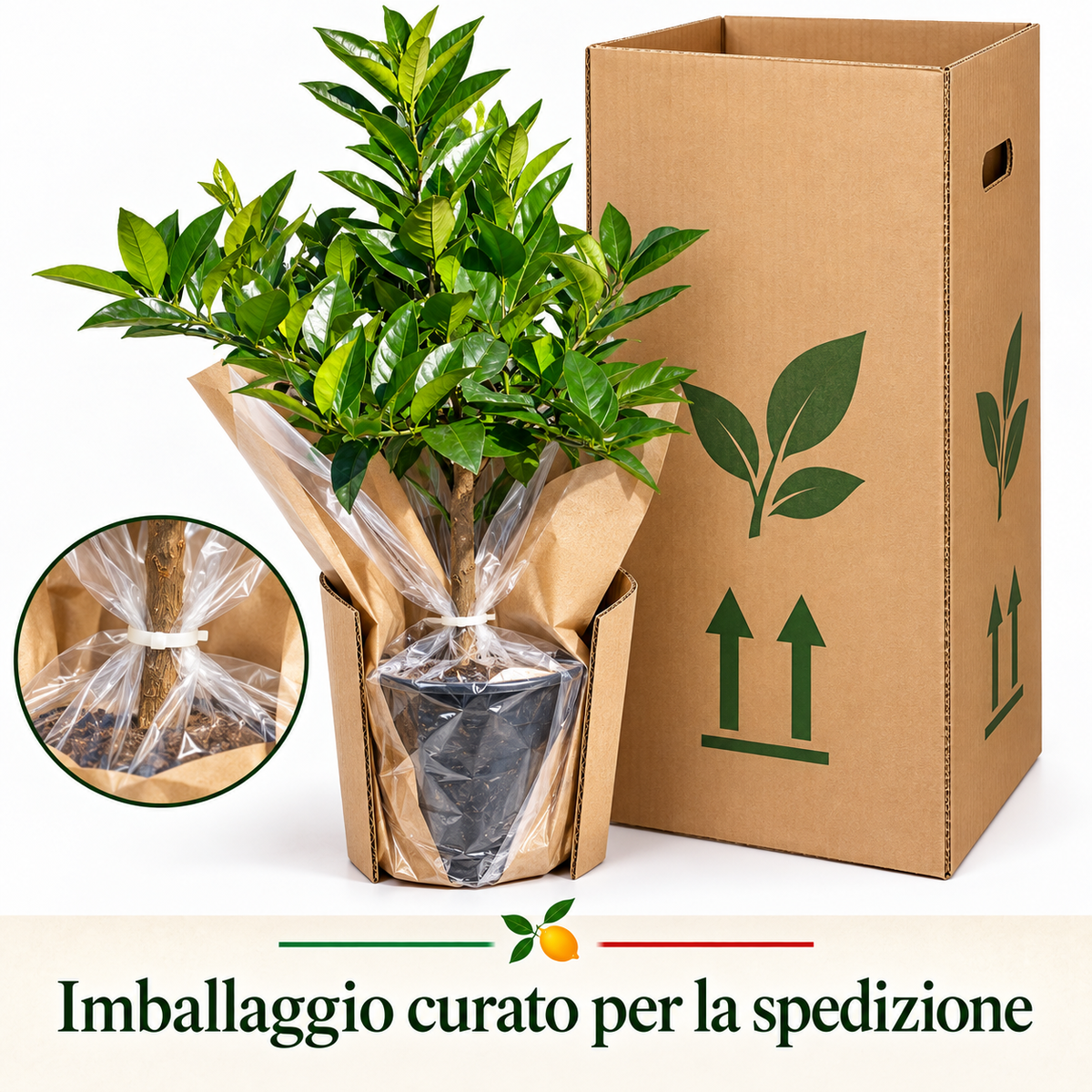 Limone Rosso Nano - Citrus limonimedica pigmentata