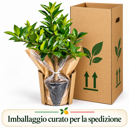 Bonsai Limone Lunario - Citrus limon