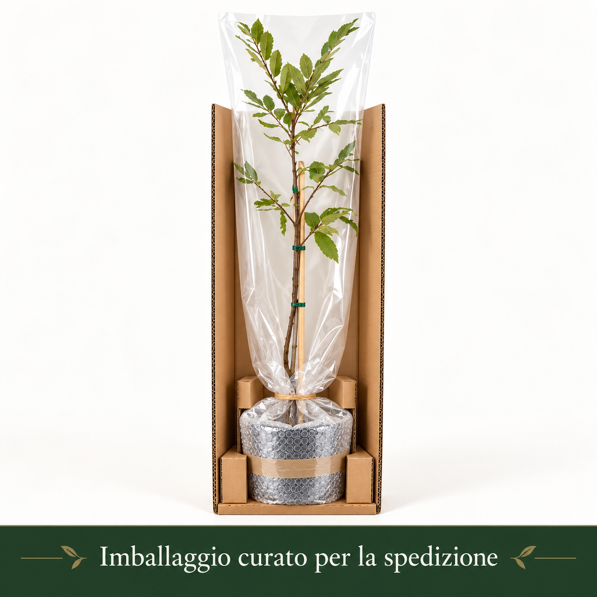 Castagno - Castanea sativa
