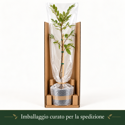 Castagno - Castanea sativa