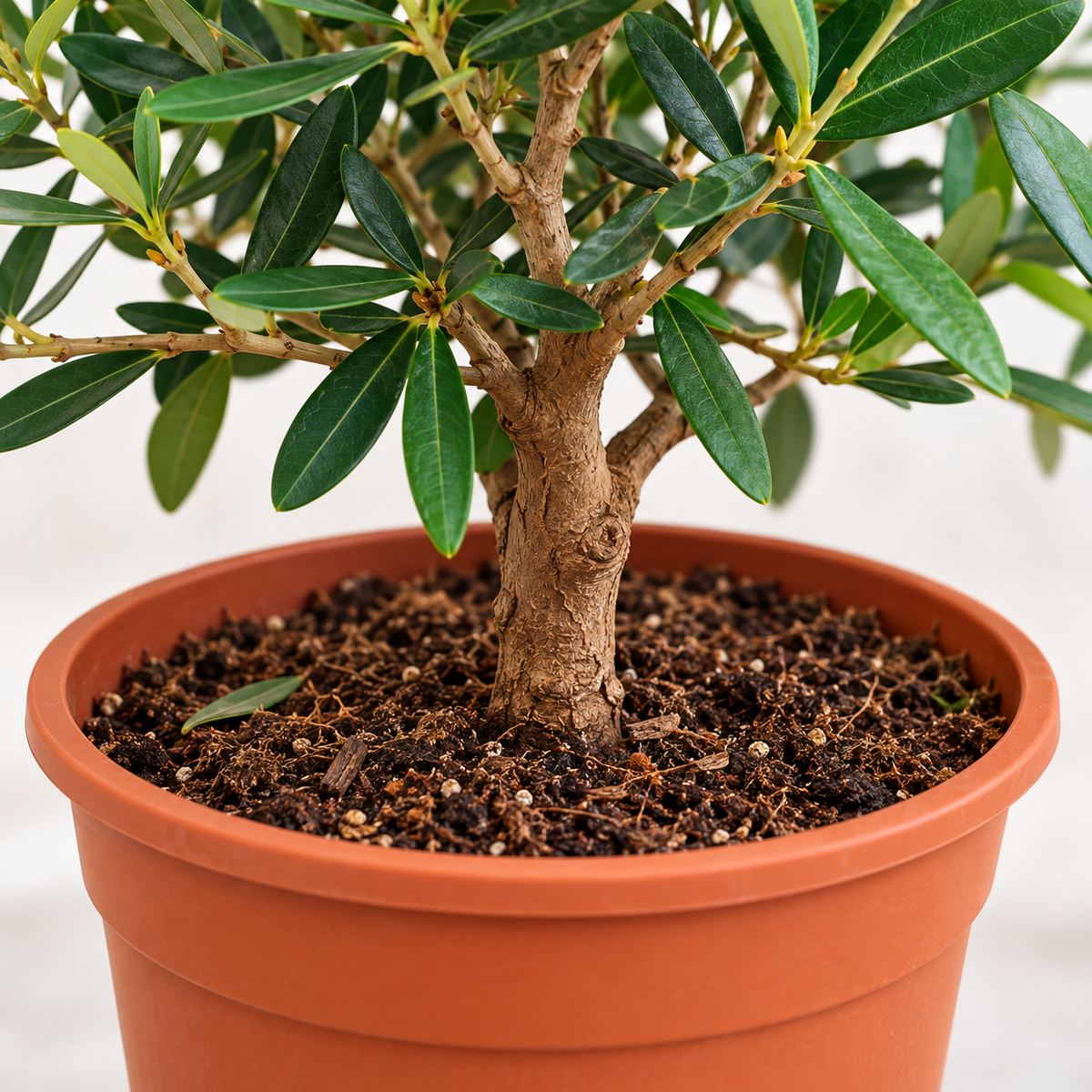 Ulivo Bonsai - Olea europaea
