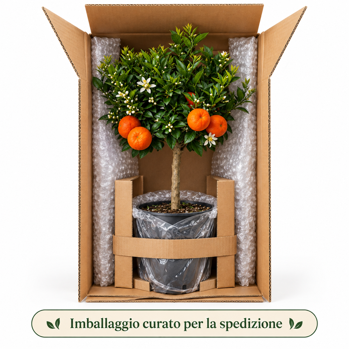 Chinotto Nano - Citrus myrtifolia