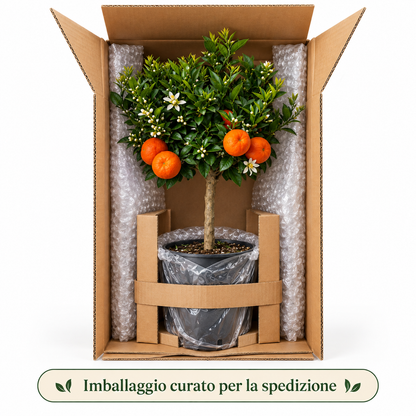 Chinotto Nano - Citrus myrtifolia