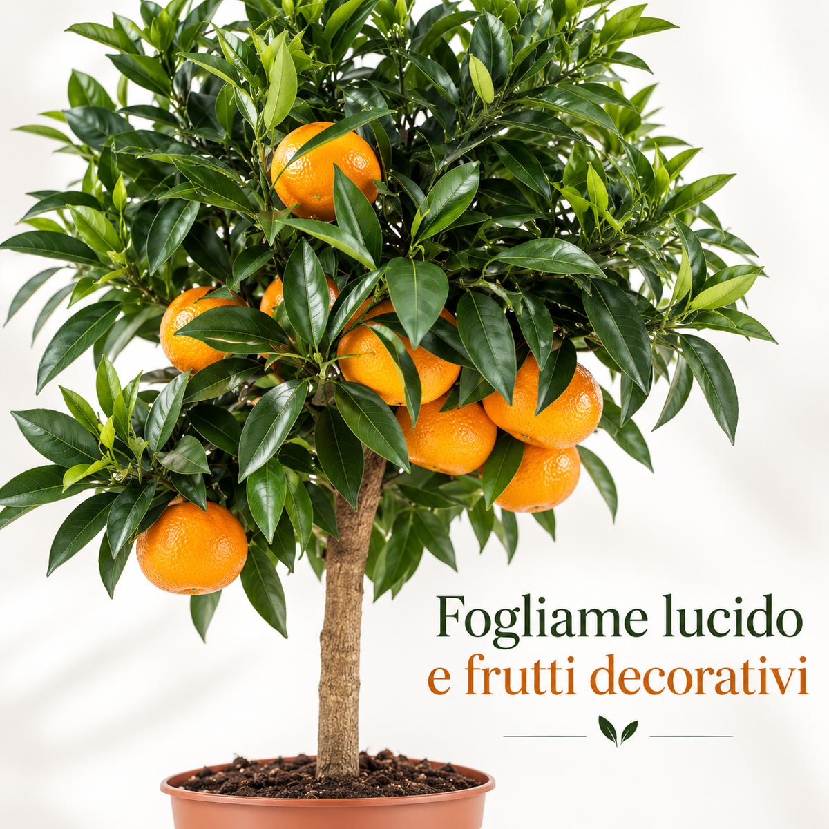 Mandarino Nano - Citrus reticulata