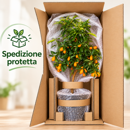 Kumquat Nano - Fortunella margarita