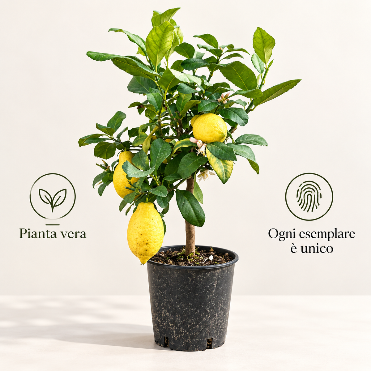 Limone Lunario Nano - Citrus limon