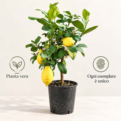 Limone Lunario Nano - Citrus limon