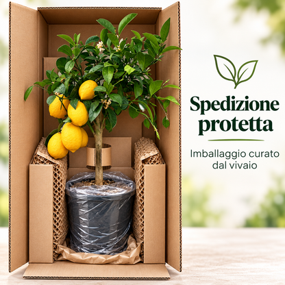 Limone Meyer Nano - Citrus meyeri