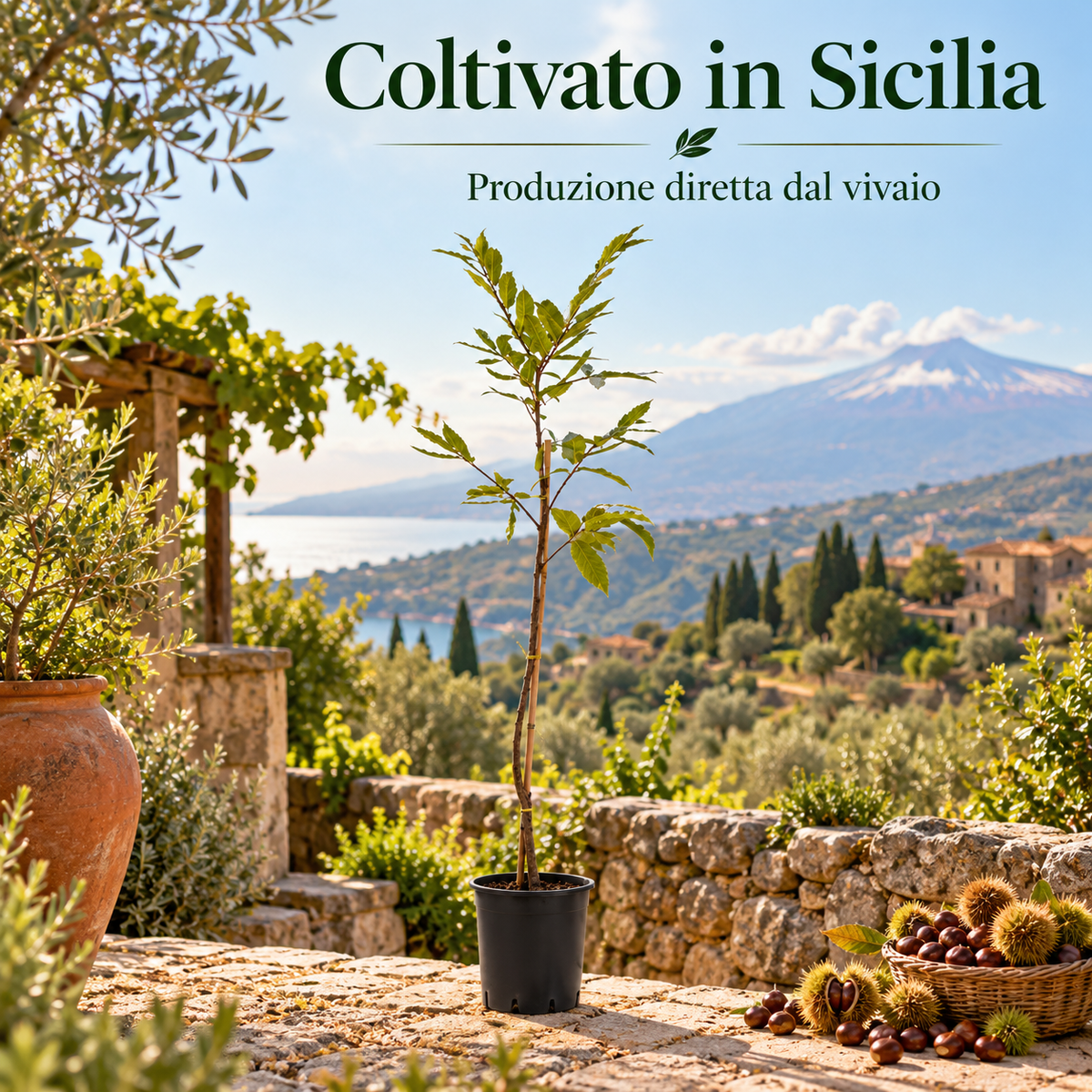 Castagno - Castanea sativa