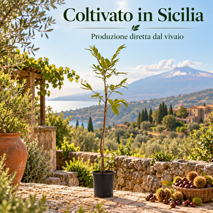 Castagno - Castanea sativa