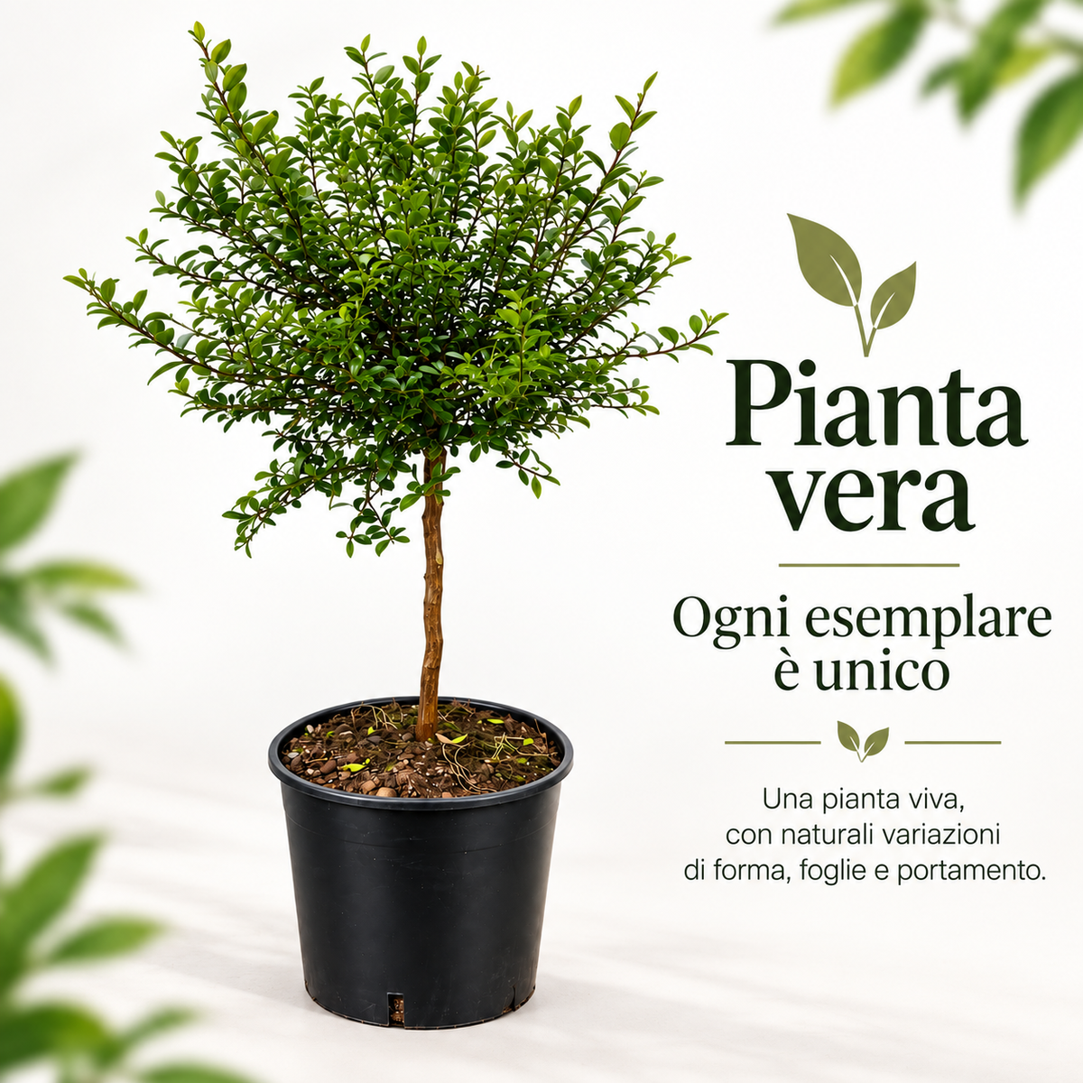 Finger Lime Verde Nano - Microcitrus australasica
