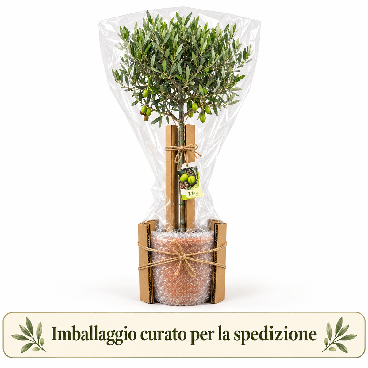 Ulivo Alberello - Olea europaea