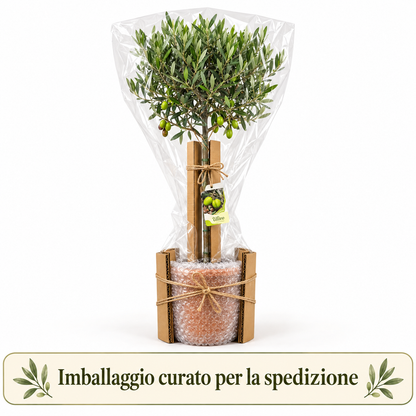Ulivo Alberello - Olea europaea