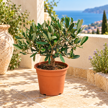 Ulivo Bonsai - Olea europaea