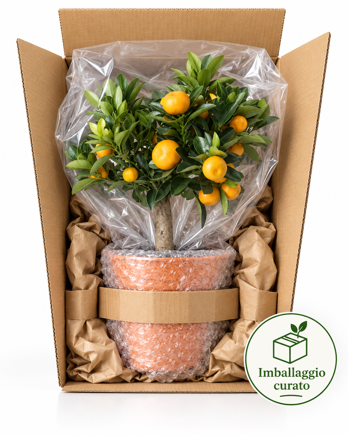 Bonsai Calamondino - Citrus microcarpa