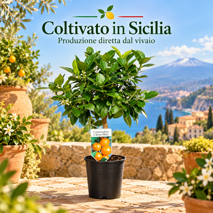 Calamondino Nano - Citrus microcarpa