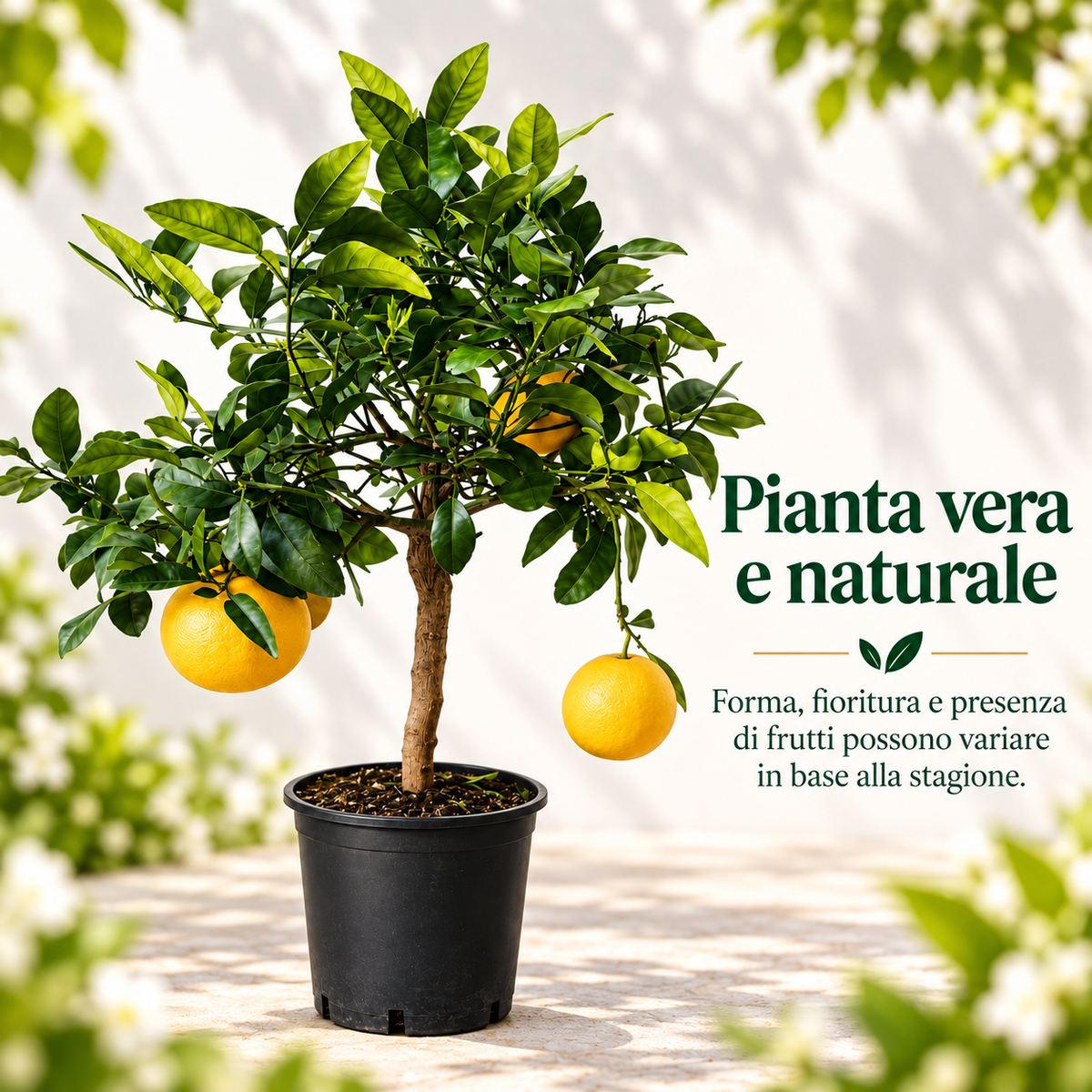 Pompelmo Giallo Nano - Citrus paradisi