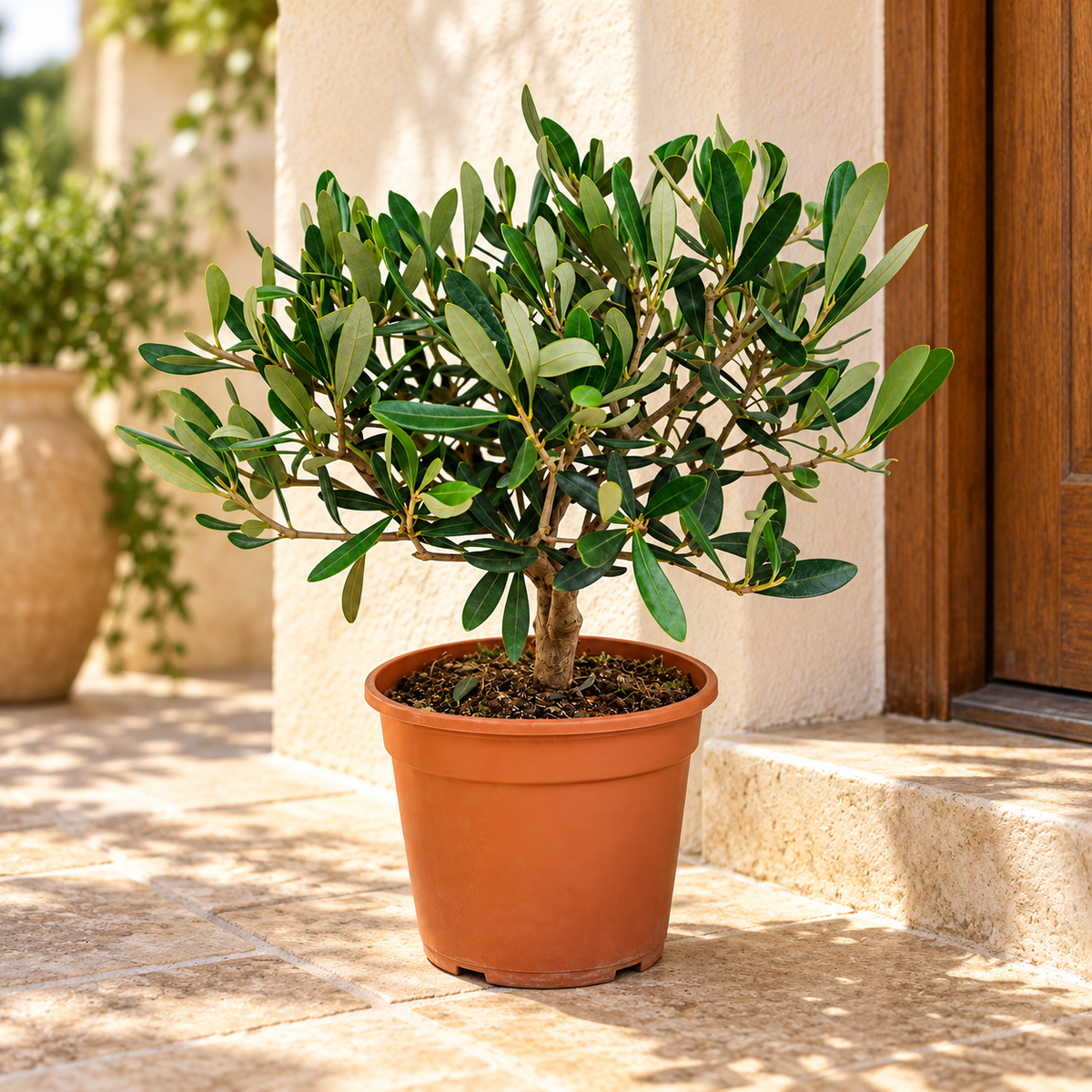 Ulivo Bonsai - Olea europaea