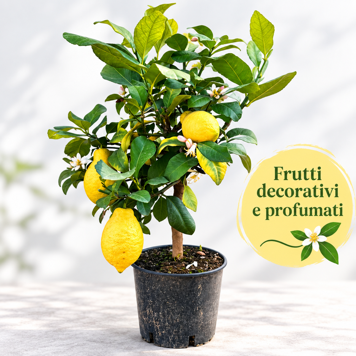 Limone Lunario Nano - Citrus limon