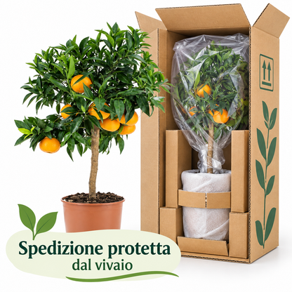Mandarino Nano - Citrus reticulata