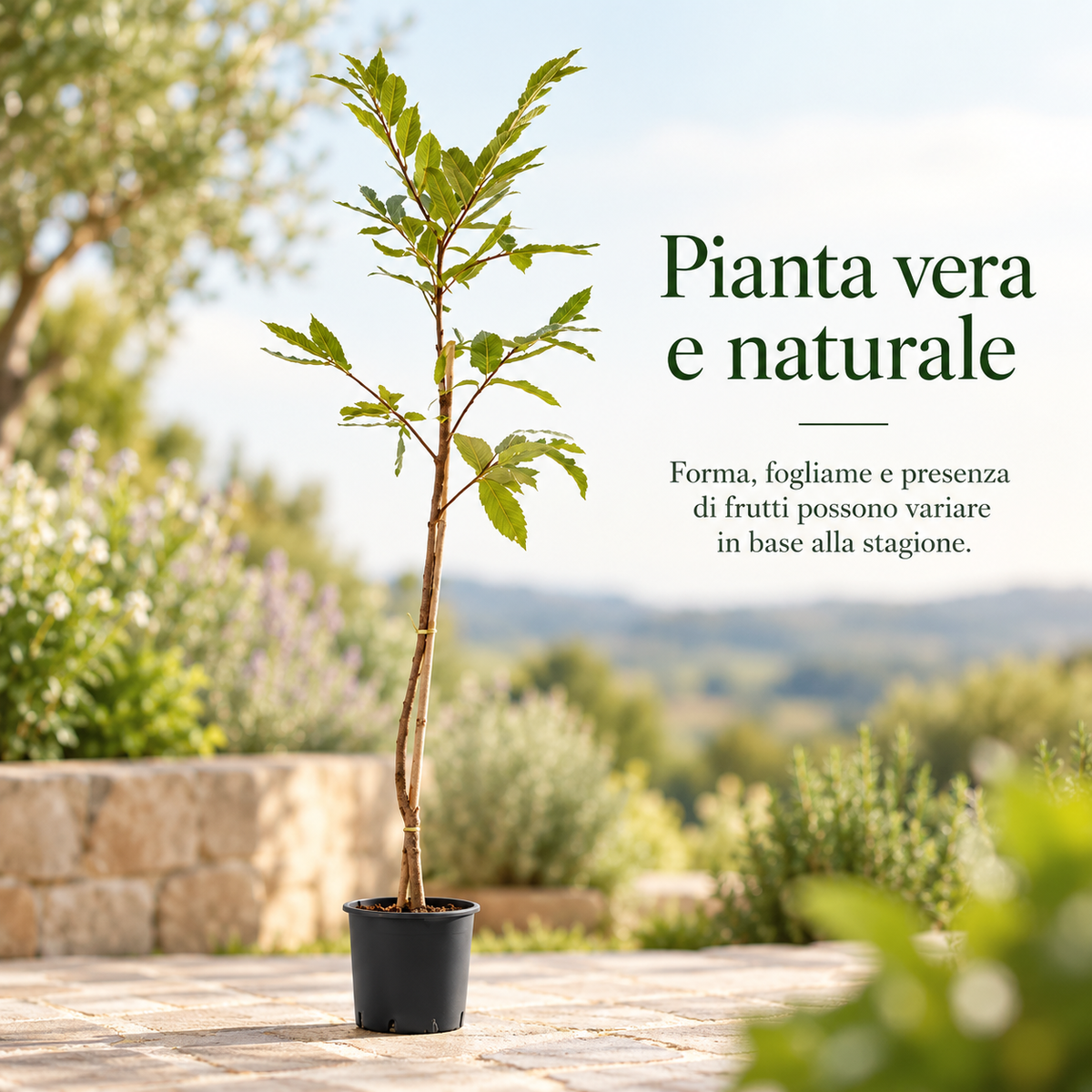 Castagno - Castanea sativa