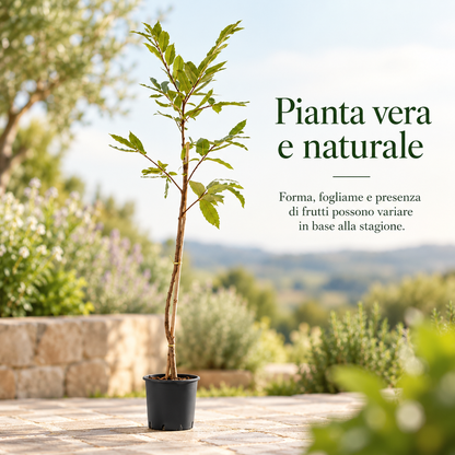 Castagno - Castanea sativa