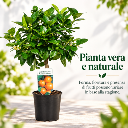 Calamondino Nano - Citrus microcarpa
