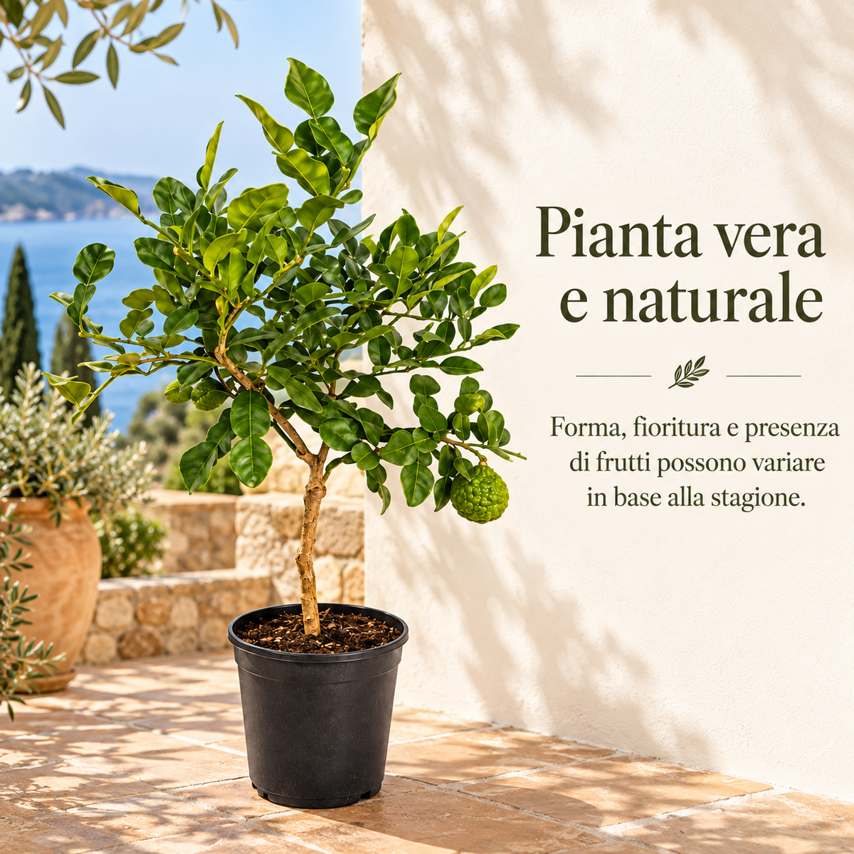 Lime Kaffir - Citrus hystrix