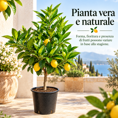 Bonsai Limone Lunario - Citrus limon
