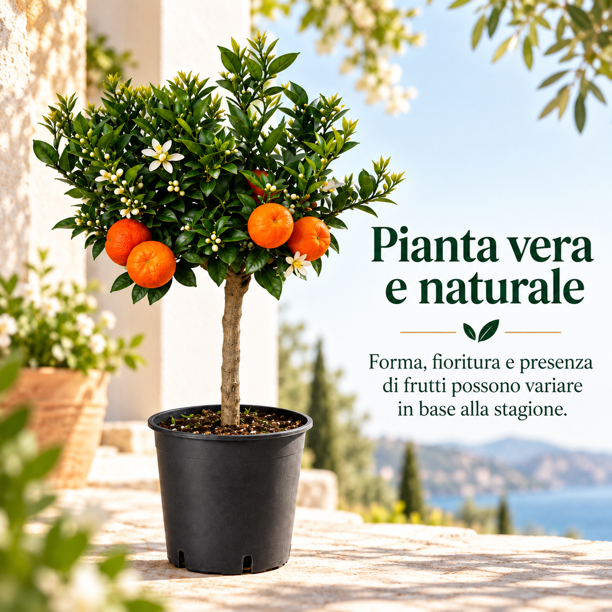 Chinotto Nano - Citrus myrtifolia