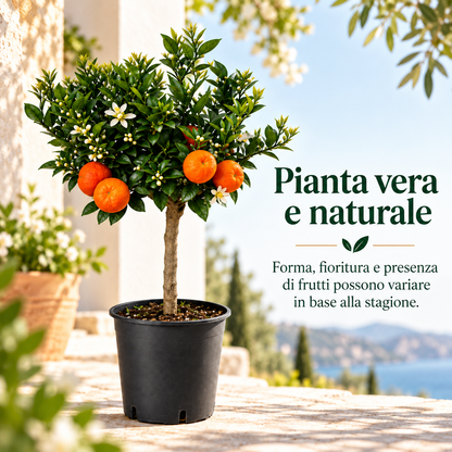 Chinotto Nano - Citrus myrtifolia
