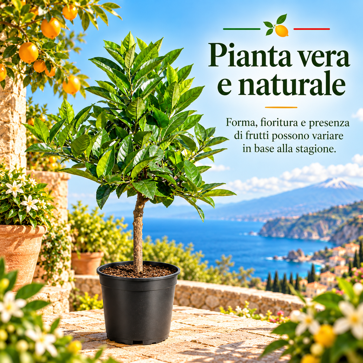 Limone Rosso Nano - Citrus limonimedica pigmentata