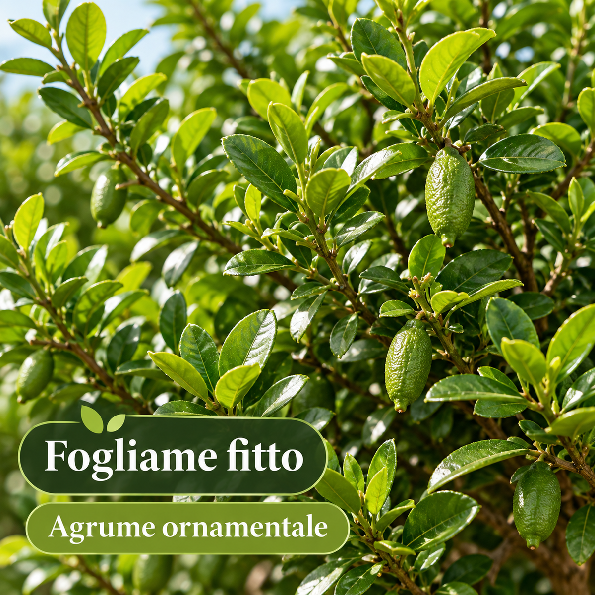 Finger Lime Verde Nano - Microcitrus australasica