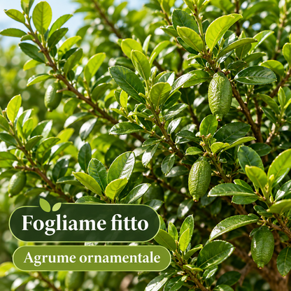 Finger Lime Verde Nano - Microcitrus australasica
