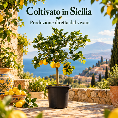 Limone Zagara Bianca Alberello - Citrus limon