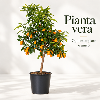 Kumquat Nano - Fortunella margarita