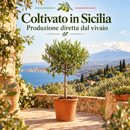 Ulivo Alberello - Olea europaea