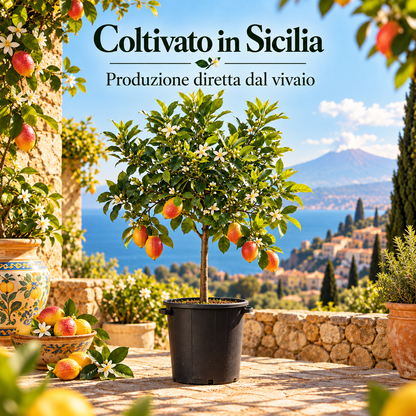 Limone Rosso Alberello - Citrus limonimedica pigmentata