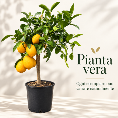 Limone Meyer Nano - Citrus meyeri