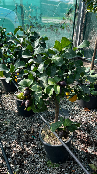 Limone Carrubaro Nano - Citrus limon