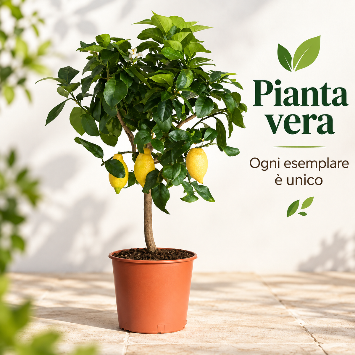 Limone Carrubaro Nano - Citrus limon