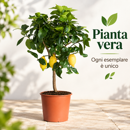 Limone Carrubaro Nano - Citrus limon