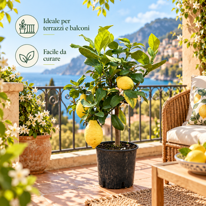 Limone Lunario Nano - Citrus limon